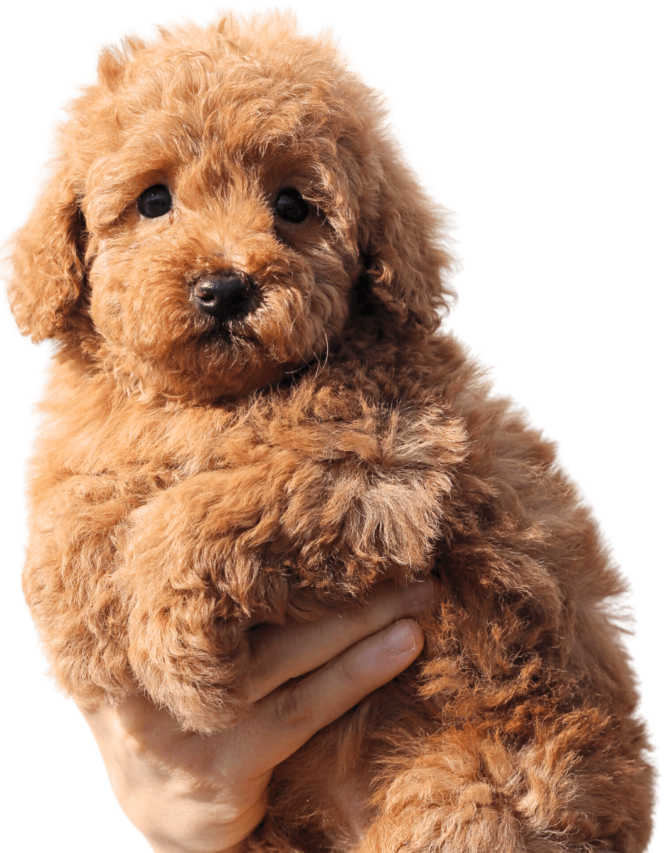 Cachorro Caniche Toy