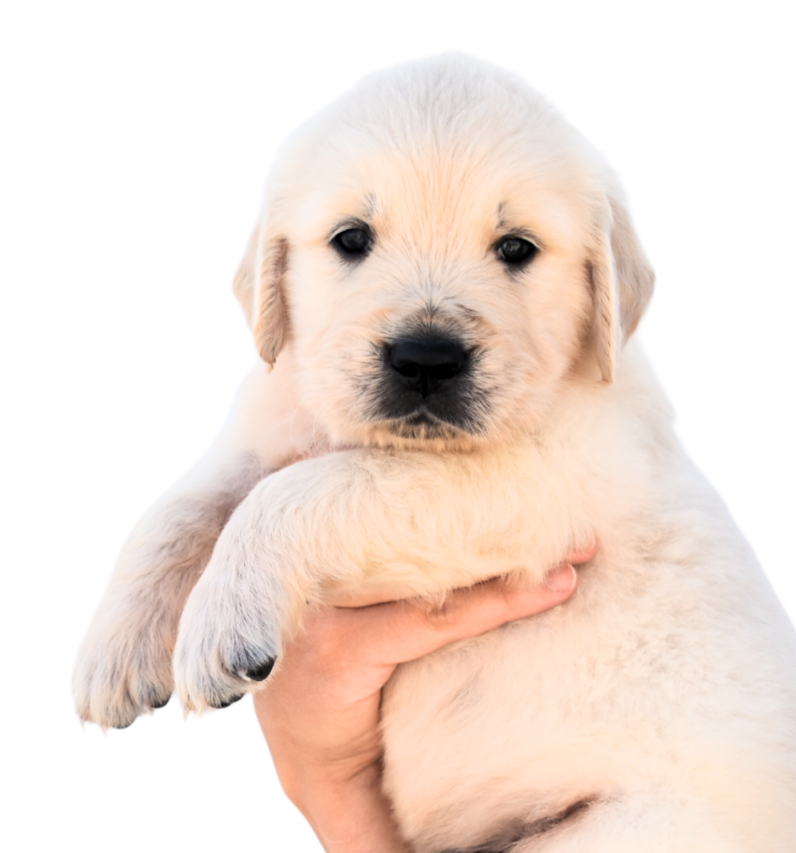 Cachorro Golden Retriever