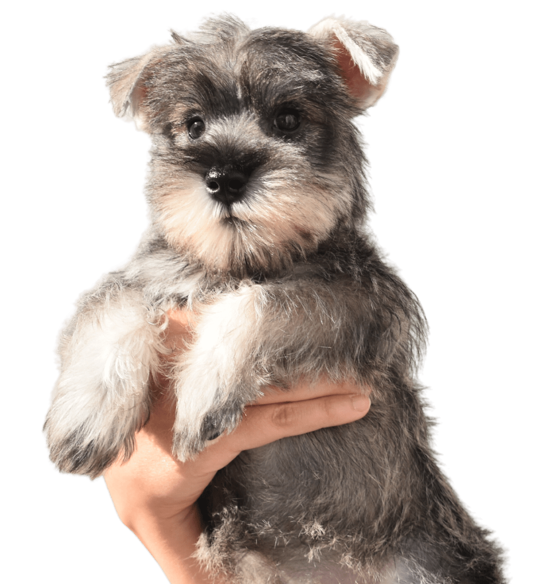 Cachorro Schnauzer